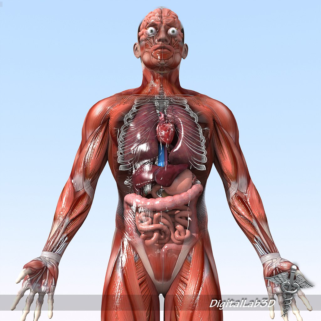 Анатомическая модель человека 3d