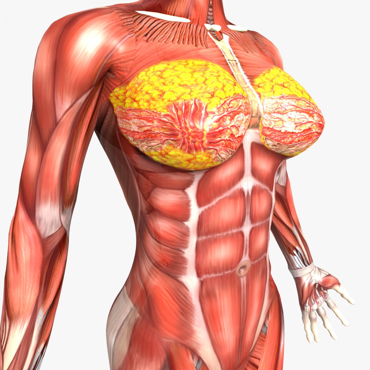 какие мышцы есть в груди для женщин фото 16