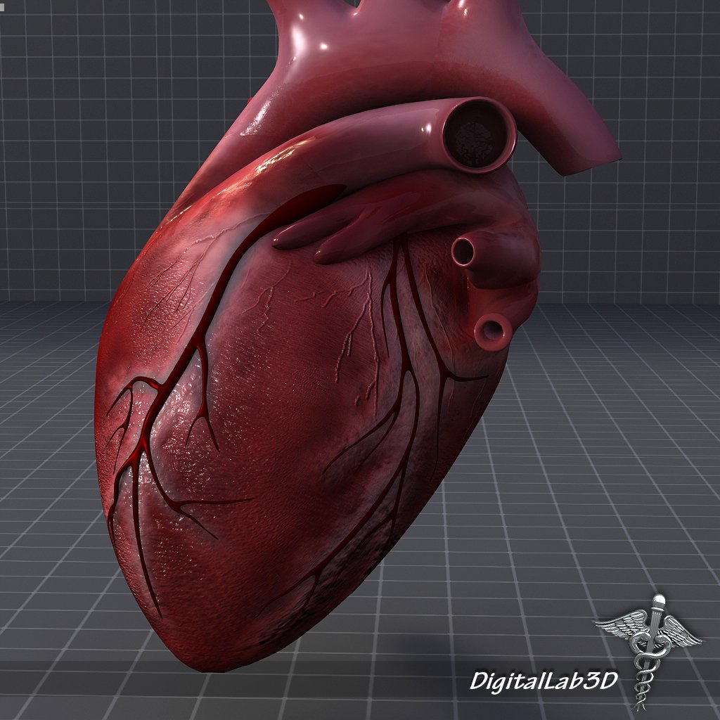 Макет человеческого сердца