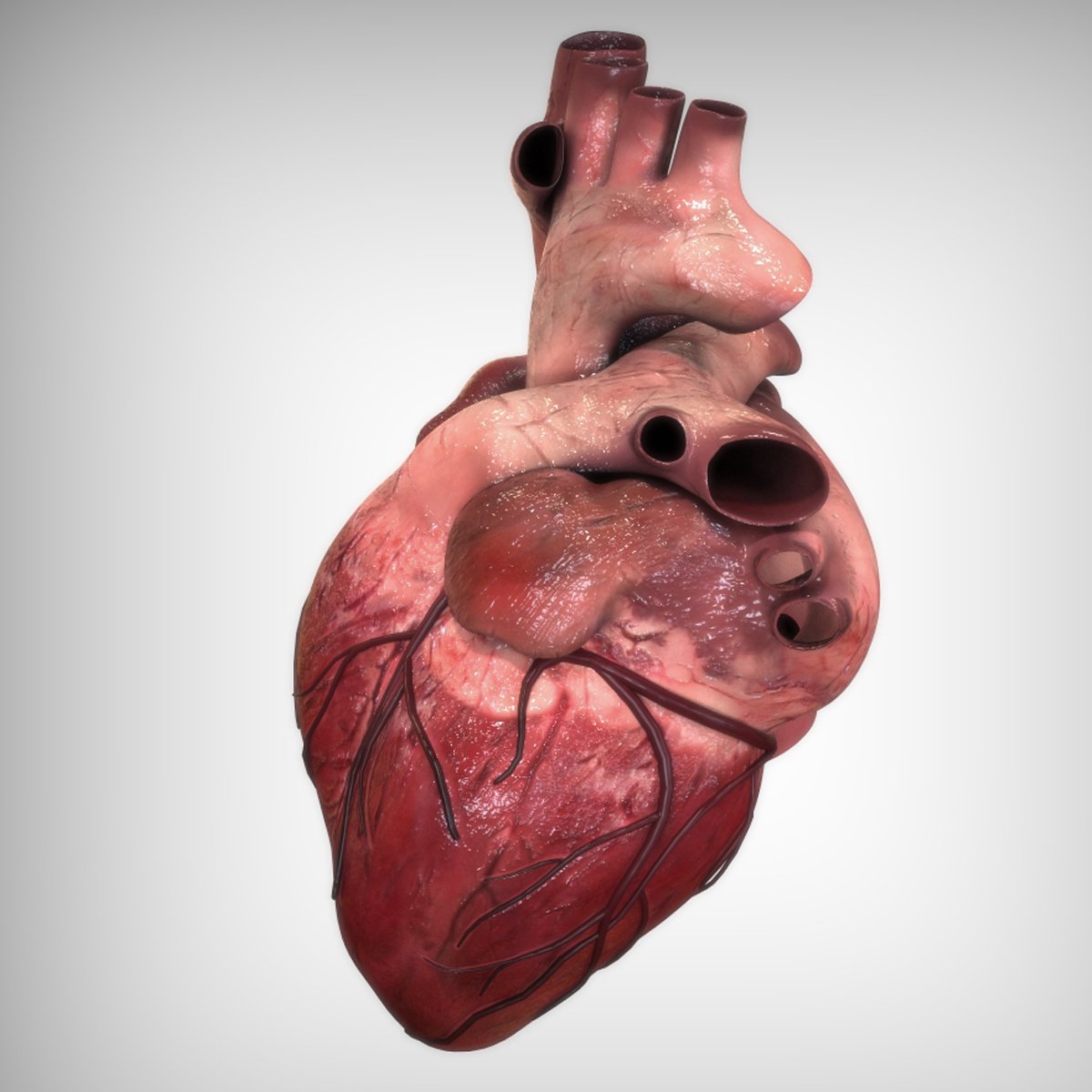 Анатомическое сердце 3d