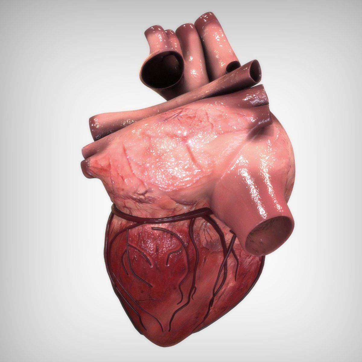 Картинка сердце человека - 77 фото