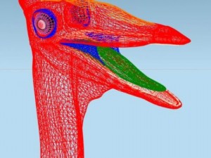 pelecanimimus Model 3D