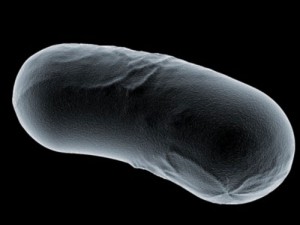 microcell collection Model 3D