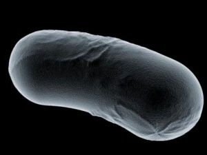 kolekcja mikrokom&oacute;rek Model 3D