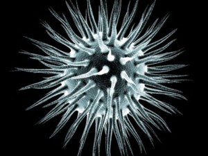microcell collection Model 3D