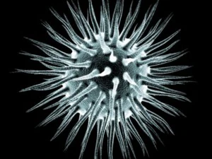 kolekcja mikrokom&oacute;rek Model 3D