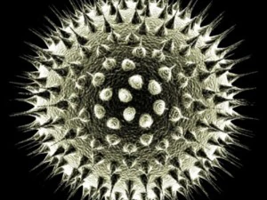 kolekcja mikrokom&oacute;rek Model 3D