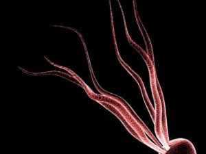 kolekcja mikrokom&oacute;rek Model 3D