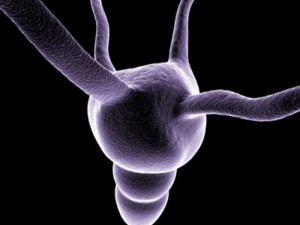 microcell collection Model 3D