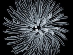 kolekcja mikrokom&oacute;rek Model 3D