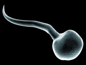 kolekcja mikrokom&oacute;rek Model 3D