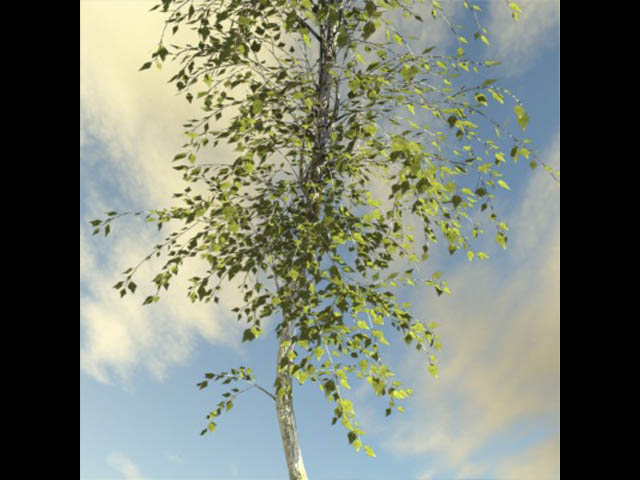 broadleaf tree 1 3D-Modell .c4d .max .obj .3ds .fbx .stl .blend 