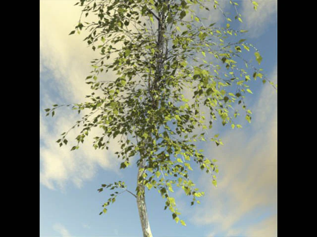 broadleaf tree 1 3D Model .c4d .max .obj .3ds .fbx .stl .blend