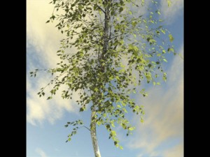 broadleaf tree 1 3D-Modell