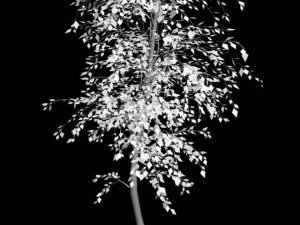 broadleaf tree 1 3D-Modell