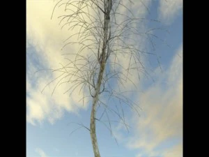 broadleaf tree 1 3D Model