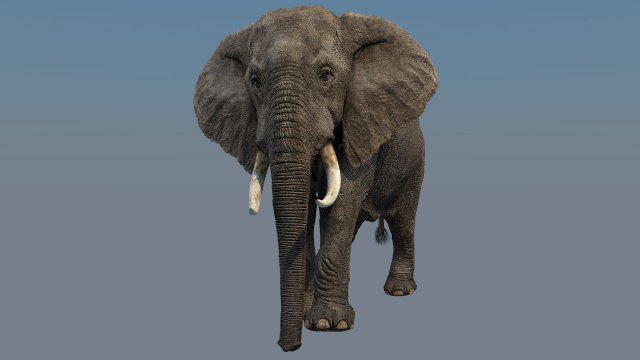 elephant 3D Model .c4d .max .obj .3ds .fbx .stl .blend 