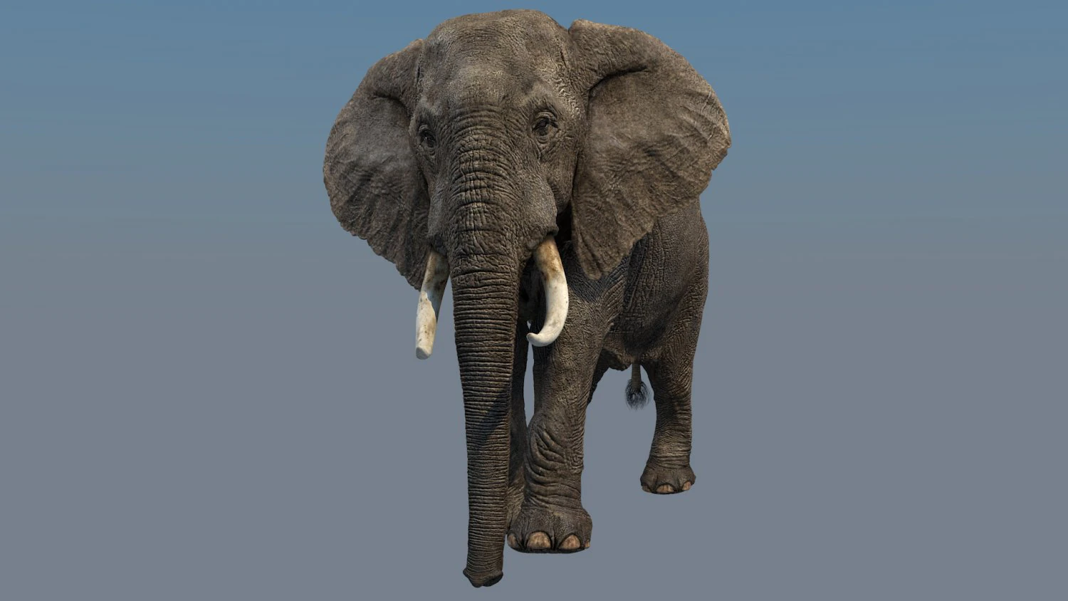 elefante Modello 3D .c4d .max .obj .3ds .fbx .stl .blend 