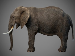 elephant 3D Model