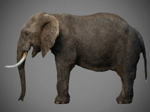 elefante Modello 3D