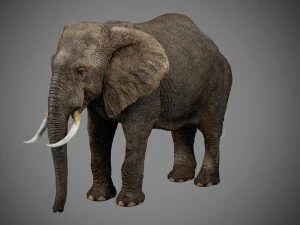 elefante Modello 3D