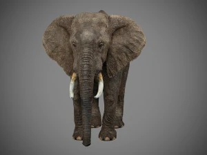 elefante Modello 3D
