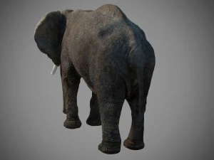 elefante Modello 3D