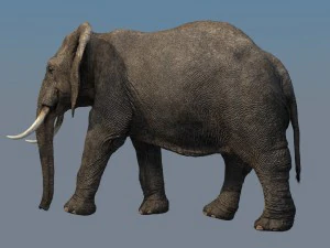 elefante Modello 3D