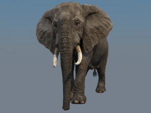 elephant 3D Model
