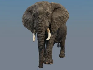 elefante Modello 3D
