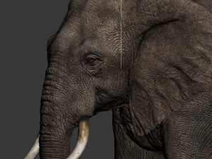 elephant 3D Model