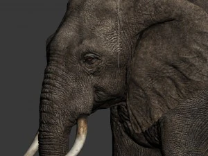 elefante Modello 3D