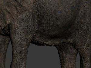 elefante Modello 3D