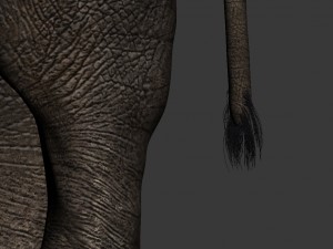 elephant 3D Model