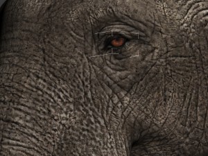 elephant 3D Model
