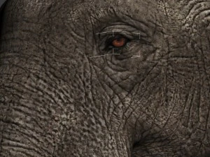 elefante Modello 3D