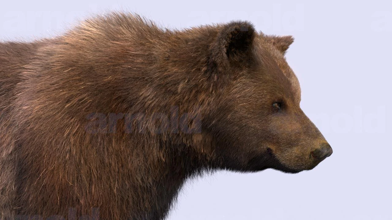 bear-maya 3D Model .c4d .max .obj .3ds .fbx .stl .blend 