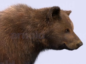 bear-maya 3D Model