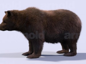 bear-maya 3D मॉडल