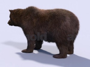 bear-maya 3D मॉडल