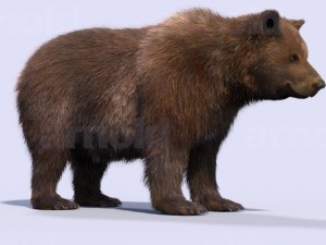 bear-maya 3D मॉडल