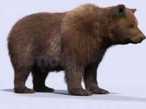 bear-maya 3D Model