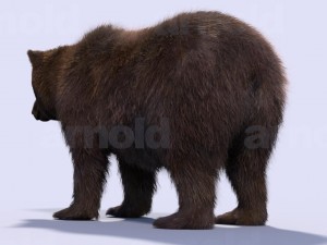 bear-maya 3D मॉडल