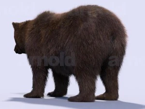 bear-maya 3D Model