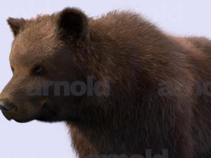 bear-maya 3D मॉडल