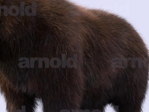 bear-maya 3D मॉडल