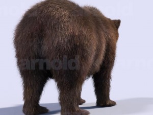 bear-maya 3D मॉडल