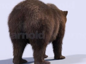 bear-maya 3D Model