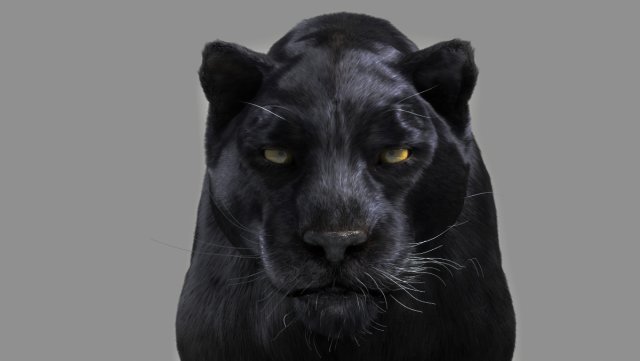 panther 3D Модель .c4d .max .obj .3ds .fbx .stl .blend 