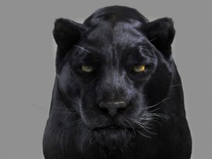 panther Model 3D